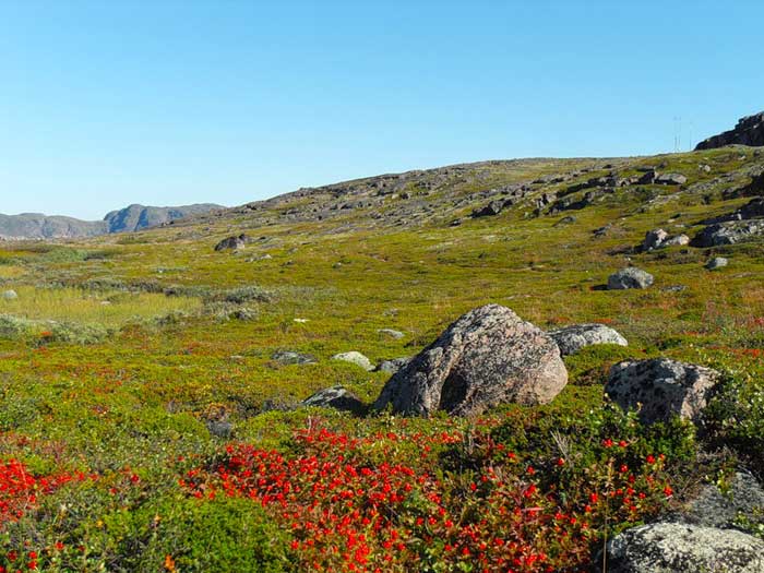 cvetushhaja tundra